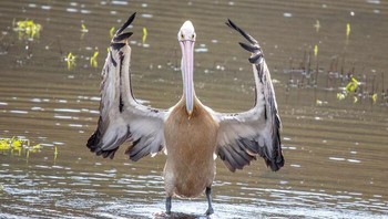 Ehh... pamer otot apa gimana nih maksudnya? Hehe Dok. Boredpanda