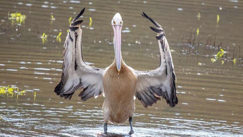 Bikin Ngakak, Deretan Aksi Konyol Burung yang Terekam Kamera
