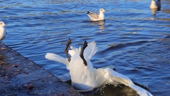 Niat hati motret angsa masuk sungai dengan anggun dan elegan, ehh malah nyemplung jatuh begini. Kocak! Tolongin dong... Dok. Boredpanda
