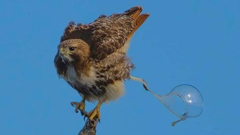 Ehh.. gelembung apa ya itu? Dok. Boredpanda
