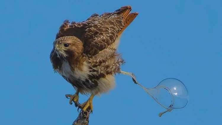 Bikin Ngakak, Deretan Aksi Konyol Burung yang Terekam Kamera Bikin Ngakak, Deretan Aksi Konyol Burung yang Terekam Kamera