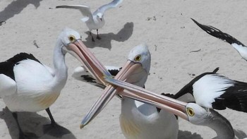 Stop... Stop... Jangan berantem, lho kok malah yang pisahin dicaplok juga. Dok. Boredpanda