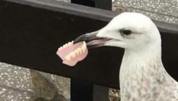 Nah lho, gigi palsu siapa ya yang dibawa si burung? Dok. Boredpanda