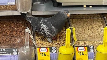 Seperti ada yang salah, tapi apa ya? Dok. Boredpanda