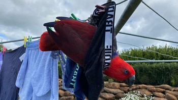 Tolooong... Duh nyangkut nih. Dok. Boredpanda