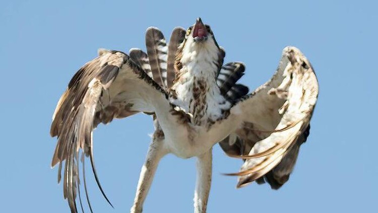 Bikin Ngakak, Deretan Aksi Konyol Burung yang Terekam Kamera