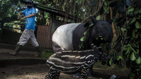 Anak tapir betina yang lahir pada 28 april lalu dari indukan Tinu (12) dan Marcel (8) menjadi tambahan koleksi baru di Bandung Zoological Garden.