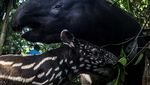 Gemas! Ini Lho Penghuni Baru Kebun Binatang Bandung, Kenalan Yuk
