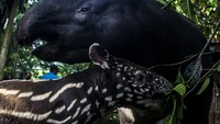 Saat ini kebun binatang itu memiliki enam tapir jantan dan empat betina.