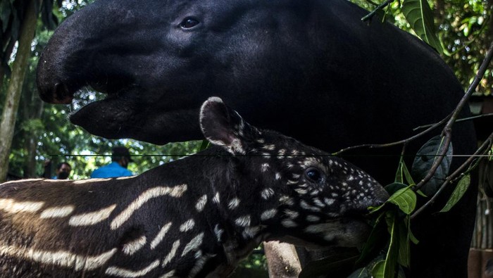 Bandung Zoological Garden ketambahan penghuni baru yakni seekor anak tapir betina yang lahir pada 28 April lalu. Yuk, kenalan dengan anak tapir imut ini.