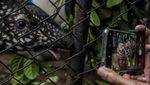 Gemas! Ini Lho Penghuni Baru Kebun Binatang Bandung, Kenalan Yuk