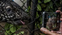 Pengunjung merekam seekor anak Tapir Tenuk (Tapirus indicus) di Bandung Zoological Garden, Bandung, Jawa Barat, Jumat (20/5/2022).