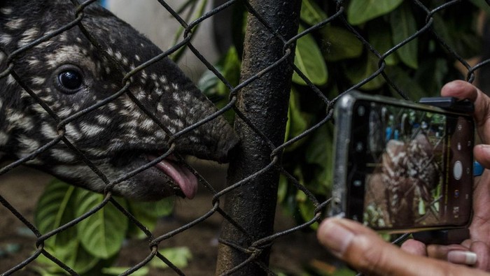 Gemas! Ini Lho Penghuni Baru Kebun Binatang Bandung, Kenalan Yuk Bandung Zoological Garden ketambahan penghuni baru yakni seekor anak tapir betina yang lahir pada 28 April lalu. Yuk, kenalan dengan anak tapir imut ini.