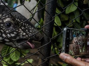 Gemas! Ini Lho Penghuni Baru Kebun Binatang Bandung, Kenalan Yuk