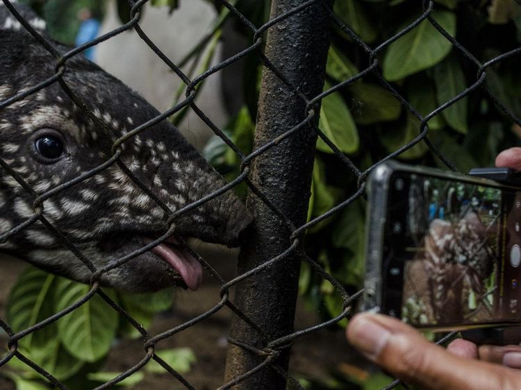 Gemas! Ini Lho Penghuni Baru Kebun Binatang Bandung, Kenalan Yuk