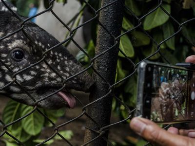 Gemas! Ini Lho Penghuni Baru Kebun Binatang Bandung, Kenalan Yuk