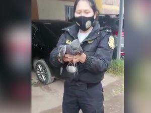 Bisa Banget! Narkoba Diselundupkan ke Sel Pakai Merpati di Peru