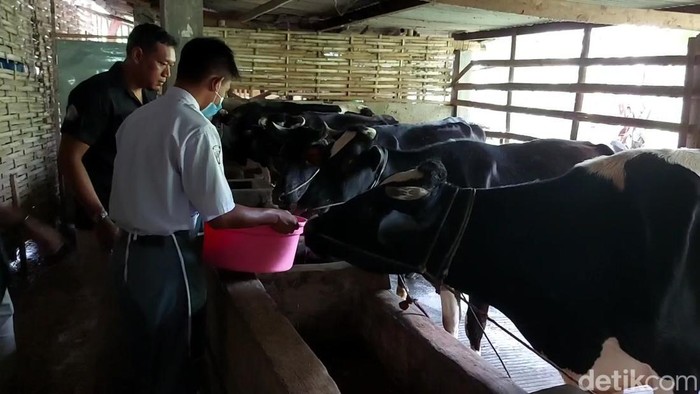 Pelajar SMKN Pasuruan buat probiotik untuk cegah PMK pada sapi