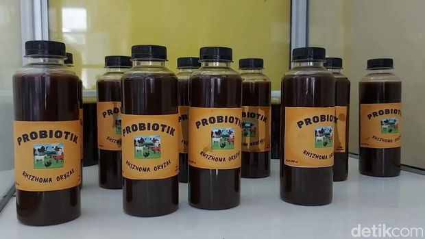 Pelajar SMKN Pasuruan buat probiotik untuk cegah PMK pada sapi