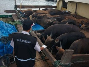 Ada Wabah PMK, Sapi Masuk Jalur Pelabuhan di Sultra Diperiksa Ketat