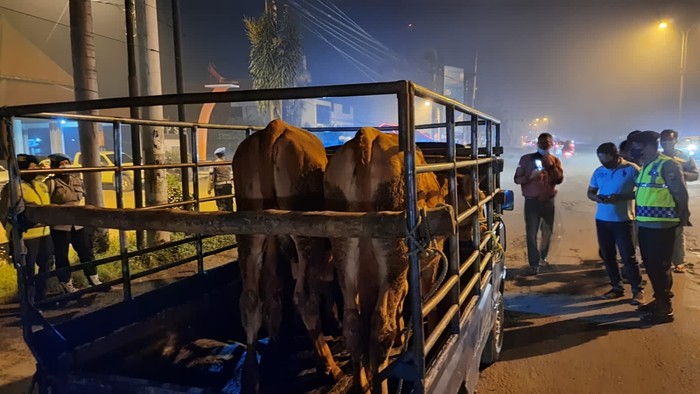 Penyekatan Sapi di Mojokerto