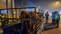 Penyekatan Sapi di Mojokerto/Foto: detikcom/Enggran Eko Budianto