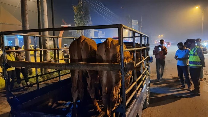 Penyekatan Sapi di Mojokerto