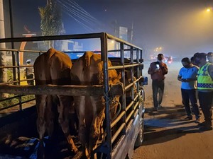 Lalu Lintas Sapi di Mojokerto Dibatasi buat Cegah Penyebaran PMK
