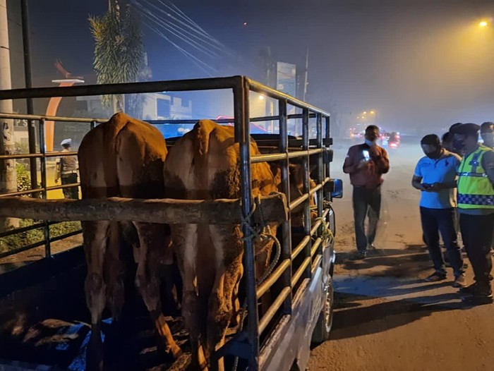 Penyekatan Sapi di Mojokerto