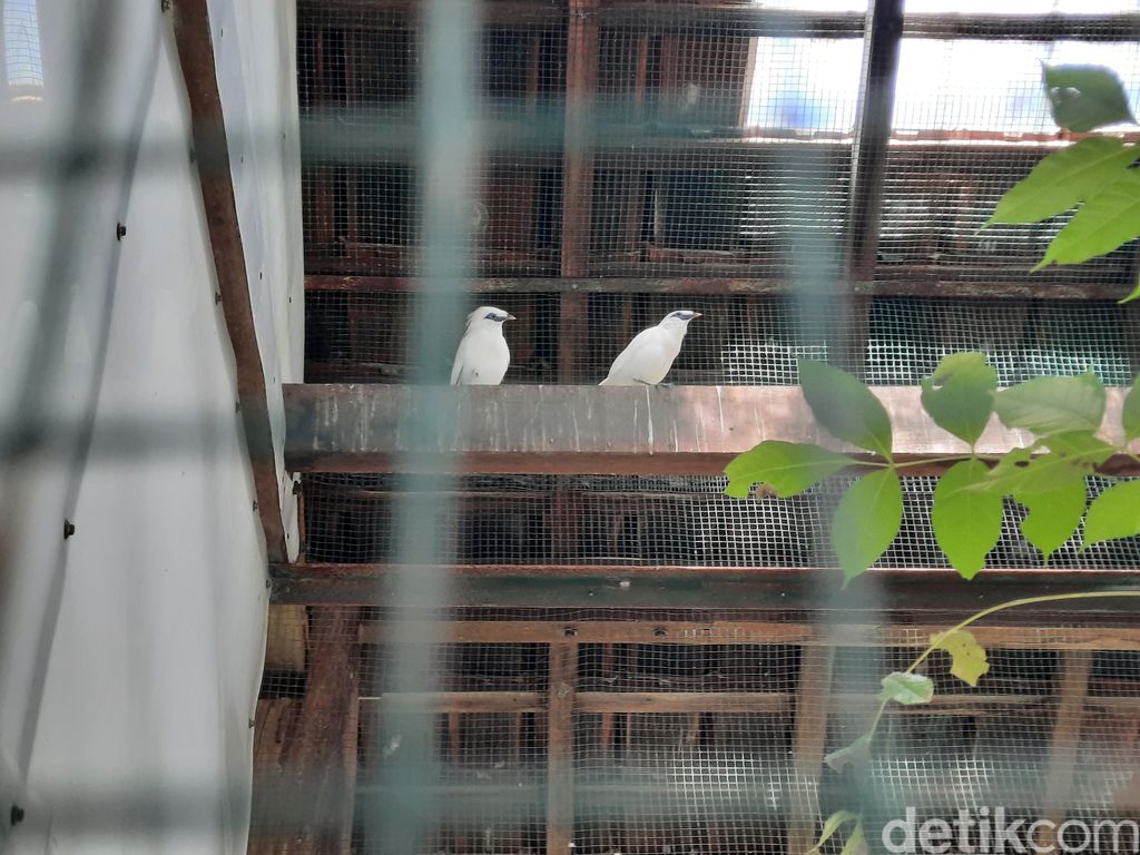 Plataran Menjangan Bali