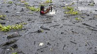 Tak sedikit warga yang nekat masuk ke lumpur di tepi danau demi mengumpulkan sisa-sisa kebakaran yang masih dapat diselamatkan.