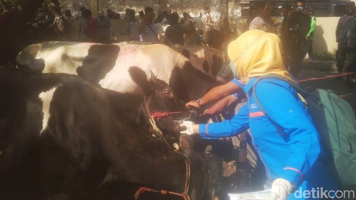 Sapi di Pasuruan