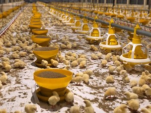 Startup Peternakan Pitik Dapat Suntikan Rp 206 M, Mau Dipakai Buat Apa?
