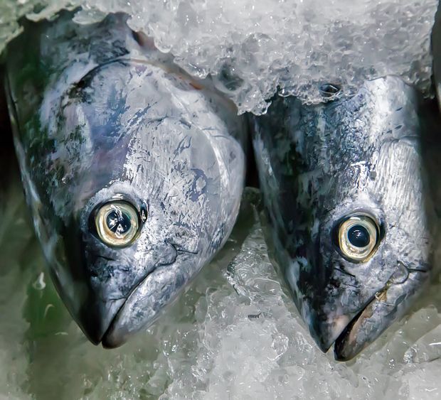 Fresh Fish