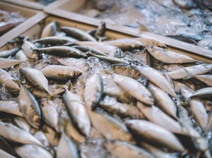 Ini 5 Cara Memilih Ikan Segar ala Tukang Ikan, Gampang Dicontek