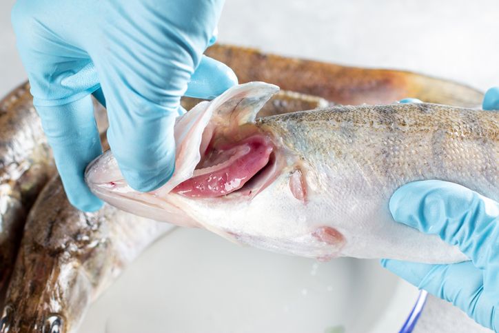 Fresh Fish