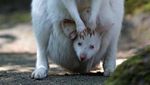 Gemas Banget, Bayi Walabi Albino Lahir di Kebun Binatang Ceko