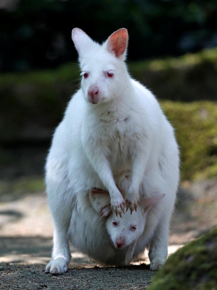A newly born albino red-necked wallaby joey plays with its mother in their enclosure at the zoo in Decin, Czech Republic, May 18, 2022.  REUTERS/David W Cerny