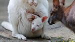 Gemas Banget, Bayi Walabi Albino Lahir di Kebun Binatang Ceko