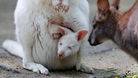 Seekor walabi joey berleher merah albino yang baru lahir sedang digendong oleh induknya di kandang mereka di kebun binatang di Decin, Republik Ceko.