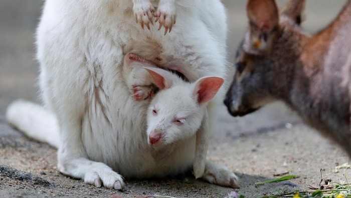 A newly born albino red-necked wallaby joey plays with its mother in their enclosure at the zoo in Decin, Czech Republic, May 18, 2022.  REUTERS/David W Cerny