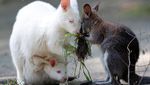 Gemas Banget, Bayi Walabi Albino Lahir di Kebun Binatang Ceko