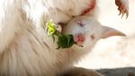 Gemas Banget, Bayi Walabi Albino Lahir di Kebun Binatang Ceko