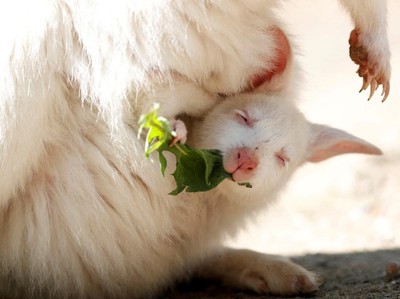 Gemas Banget, Bayi Walabi Albino Lahir di Kebun Binatang Ceko