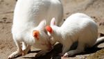 Gemas Banget, Bayi Walabi Albino Lahir di Kebun Binatang Ceko
