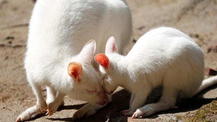 A newly born albino red-necked wallaby joey plays with its mother in their enclosure at the zoo in Decin, Czech Republic, May 18, 2022.  REUTERS/David W Cerny