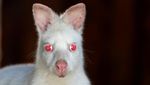 Gemas Banget, Bayi Walabi Albino Lahir di Kebun Binatang Ceko