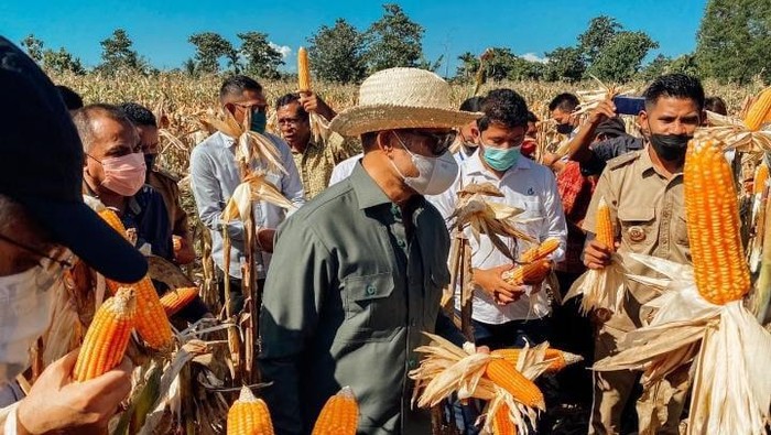 Gubernur NTT, Viktor Bungtilu Laiskodat melakukan panen jagung bersama petani di Kabupaten Sumba Barat Daya, saat melakukan kunjungan kerja beberapa waktu lalu.