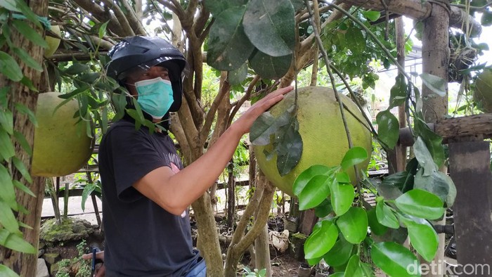 Jeruk Bali seukuran helm di Blitar