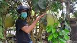 Wow! Jeruk Bali Raksasa Milik Warga Blitar Ini Sebesar Helm